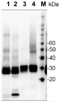 PsbA | D1 protein of PSII, C-terminal (affinity purified) in the group Antibodies Plant/Algal  / Global Antibodies at Agrisera AB (Antibodies for research) (AS05 084A)